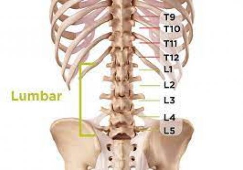 Đốt sống thắt lưng - Những đặc điểm cần biết