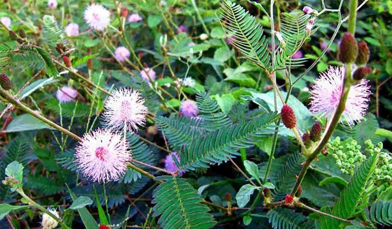 cay-trinh-nu